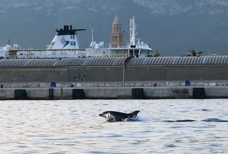 Split - Jato dupina kod plaže Bačvice