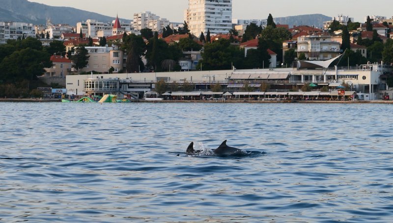 Split - Jato dupina kod plaže Bačvice