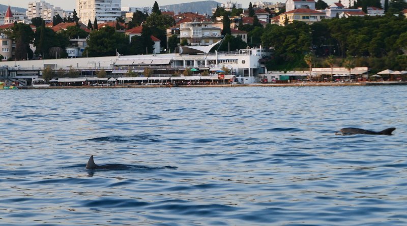 Split - Jato dupina kod plaže Bačvice