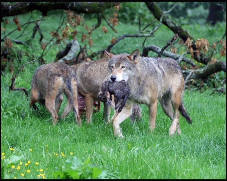 Obitelj vukova u Safari parku Longleat