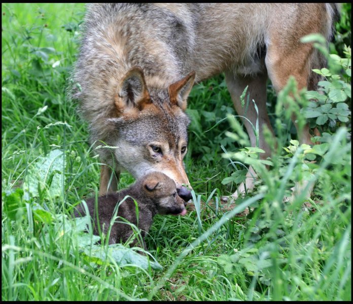 Obitelj vukova u Safari parku Longleat