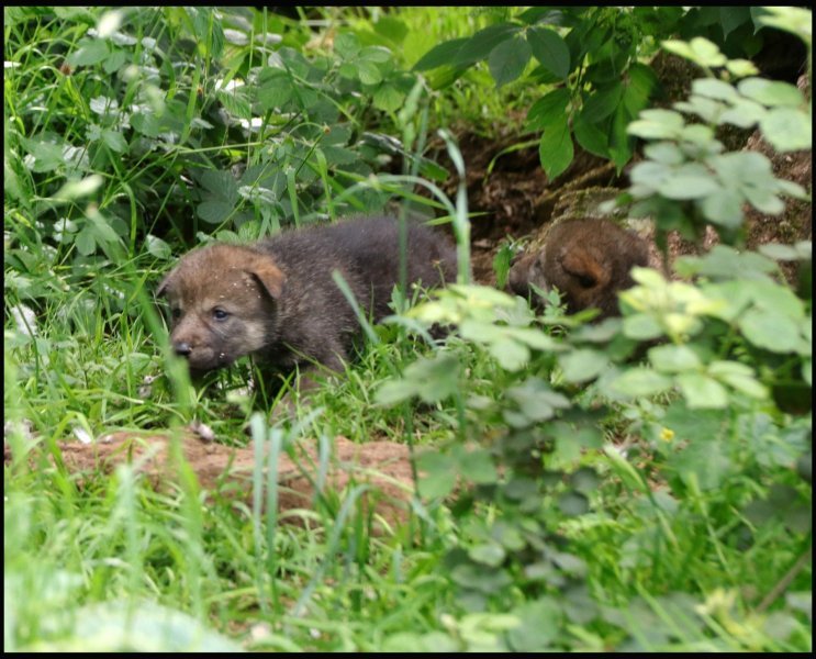 Obitelj vukova u Safari parku Longleat