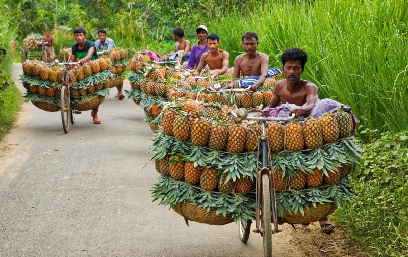 Bangladeški prodavači ananasa