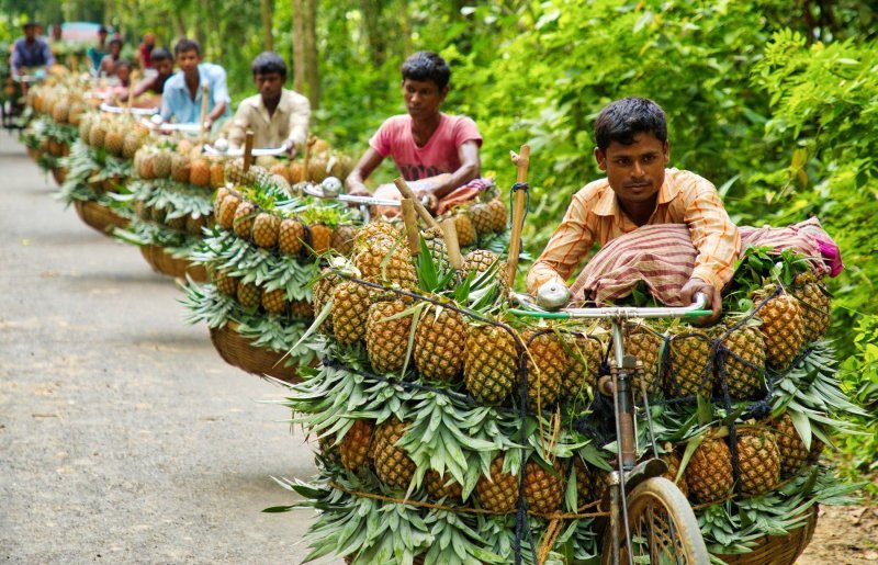 Bangladeški prodavači ananasa