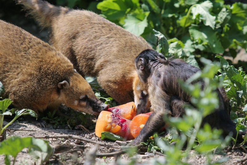 Hladne poslastice u Zoološkom vrtu