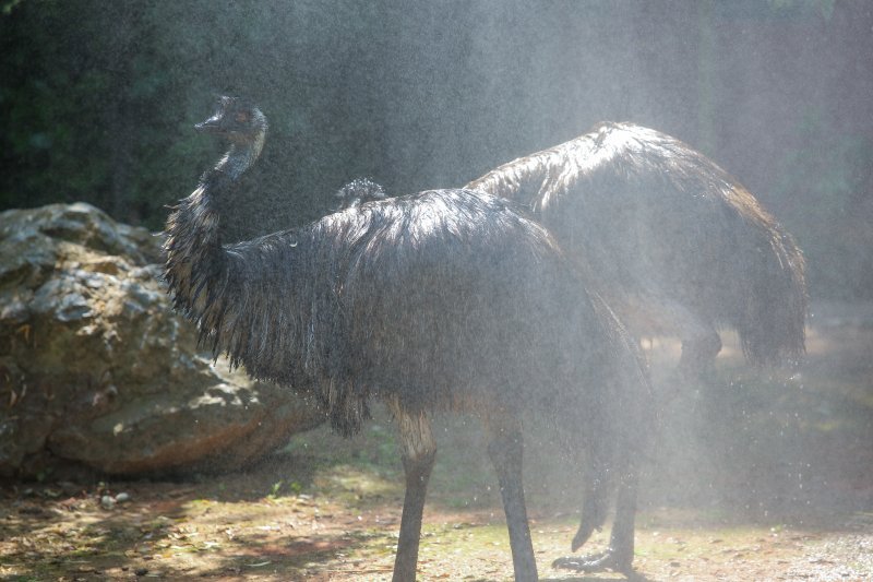 Hladne poslastice u Zoološkom vrtu