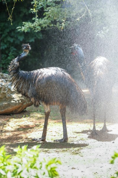 Hladne poslastice u Zoološkom vrtu