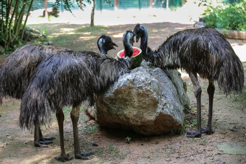 Hladne poslastice u Zoološkom vrtu