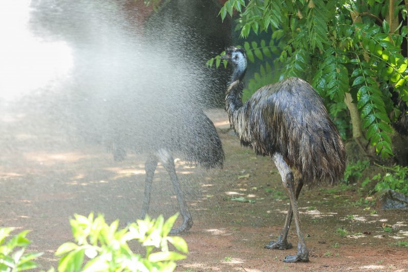 Hladne poslastice u Zoološkom vrtu