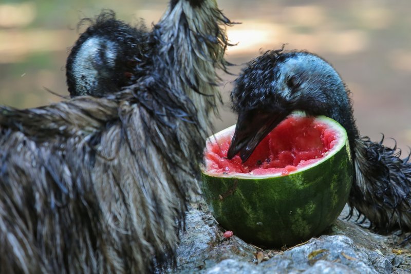 Hladne poslastice u Zoološkom vrtu