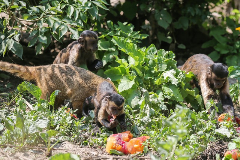 Hladne poslastice u Zoološkom vrtu