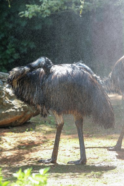 Hladne poslastice u Zoološkom vrtu