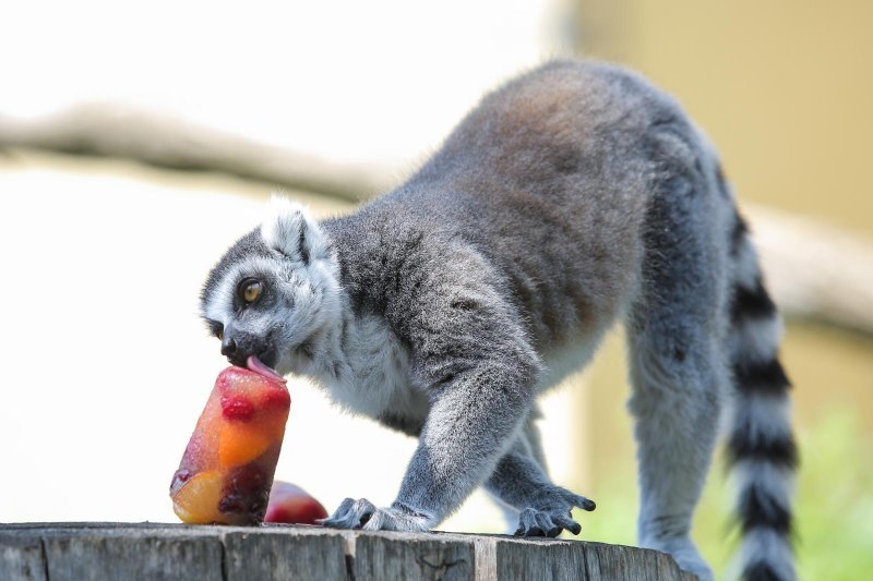 Životinje u Zagrebačkom ZOO-u uživaju u hladnim poslasticama