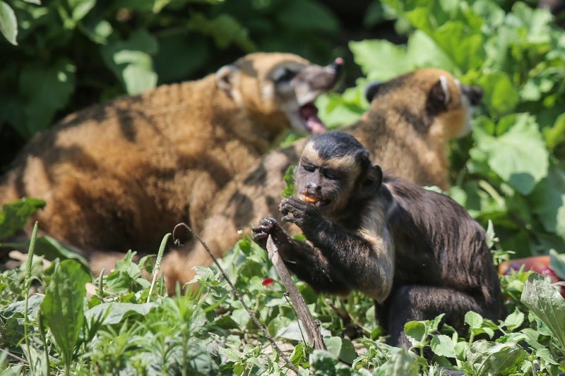 Životinje u Zagrebačkom ZOO-u uživaju u hladnim poslasticama