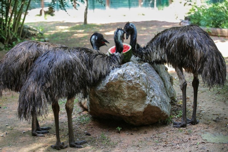 Životinje u Zagrebačkom ZOO-u uživaju u hladnim poslasticama