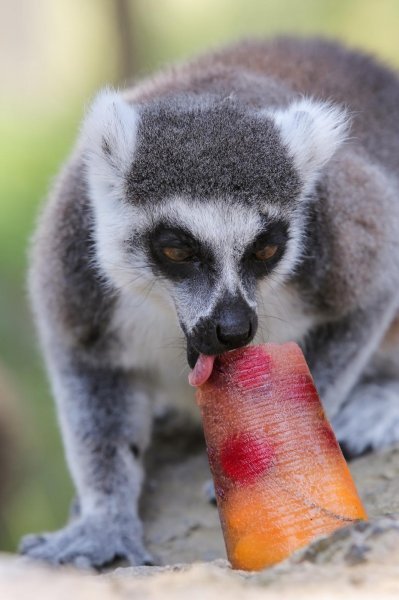 Životinje u Zagrebačkom ZOO-u uživaju u hladnim poslasticama