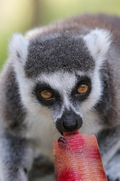 Životinje u Zagrebačkom ZOO-u uživaju u hladnim poslasticama