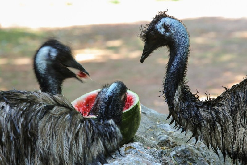 Životinje u Zagrebačkom ZOO-u uživaju u hladnim poslasticama