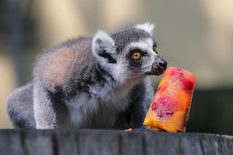 Životinje u Zagrebačkom ZOO-u uživaju u hladnim poslasticama