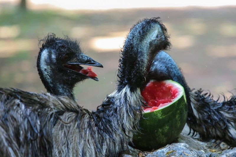 Životinje u Zagrebačkom ZOO-u uživaju u hladnim poslasticama