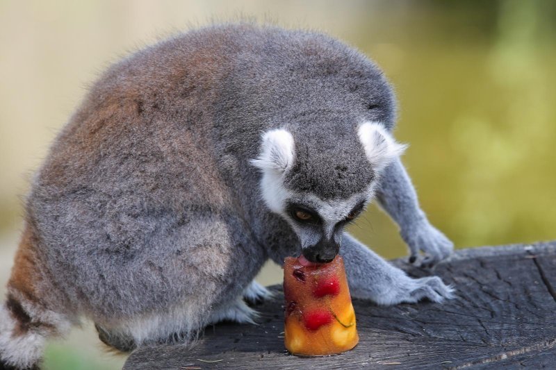 Životinje u Zagrebačkom ZOO-u uživaju u hladnim poslasticama