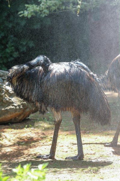 Životinje u Zagrebačkom ZOO-u uživaju u hladnim poslasticama