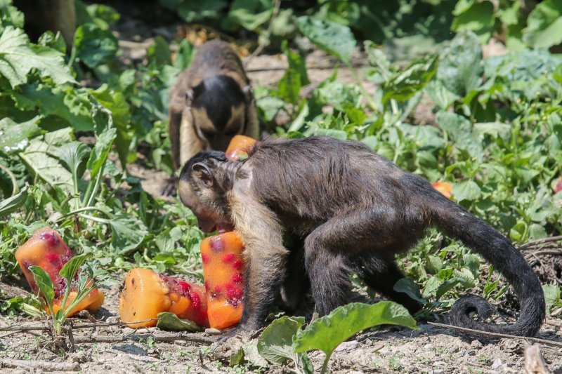 Životinje u Zagrebačkom ZOO-u uživaju u hladnim poslasticama