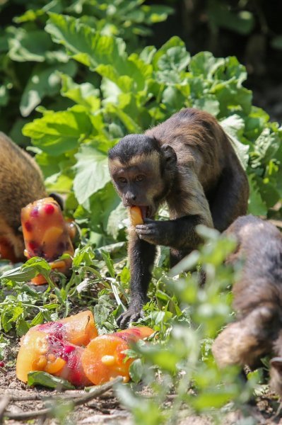 Životinje u Zagrebačkom ZOO-u uživaju u hladnim poslasticama