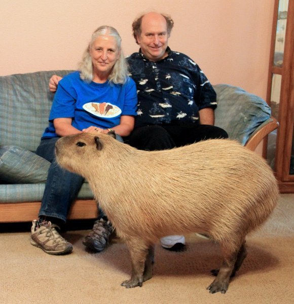 Kapibara Gary