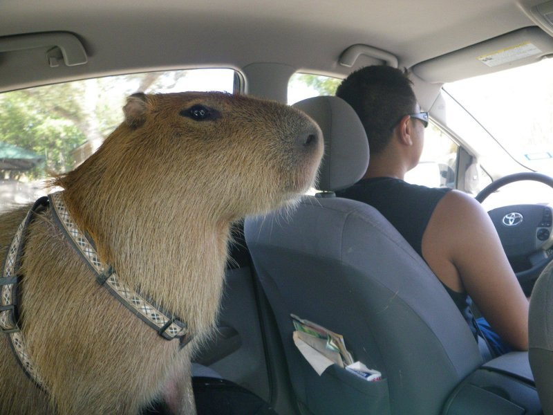 Kapibara Gary