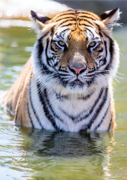 Park tigrova u Dassowu
