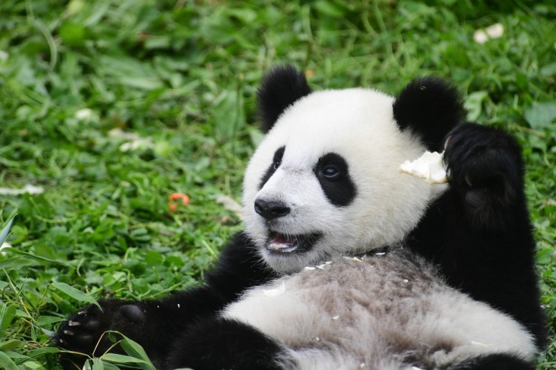 Rođendansko slavlje panda