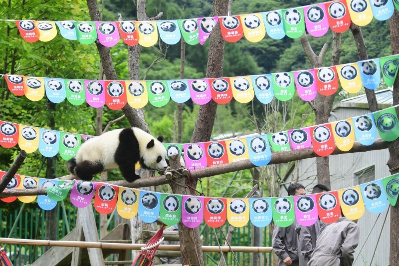 Rođendansko slavlje panda