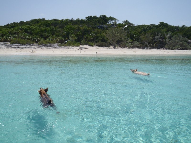 Pig Beach, Bahami