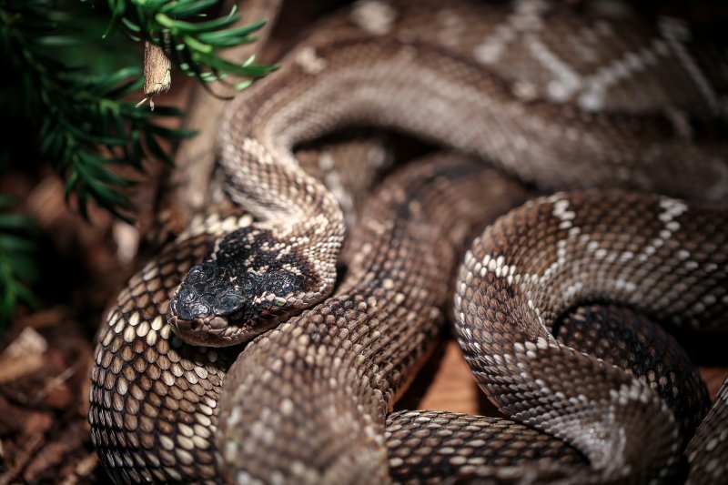 Izložba živih zmija - Snakes on Stross