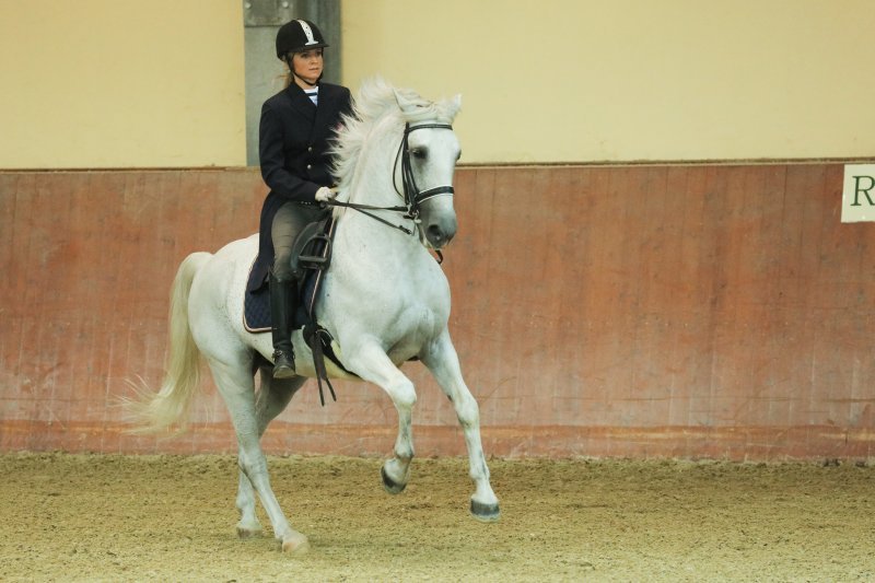 Ergela Đakovo obilježila 513. godišnjicu osnutka i 213 godina uzgoja lipicanaca