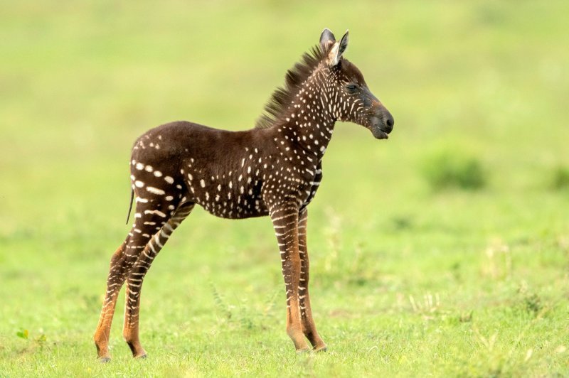 Pjegava zebra