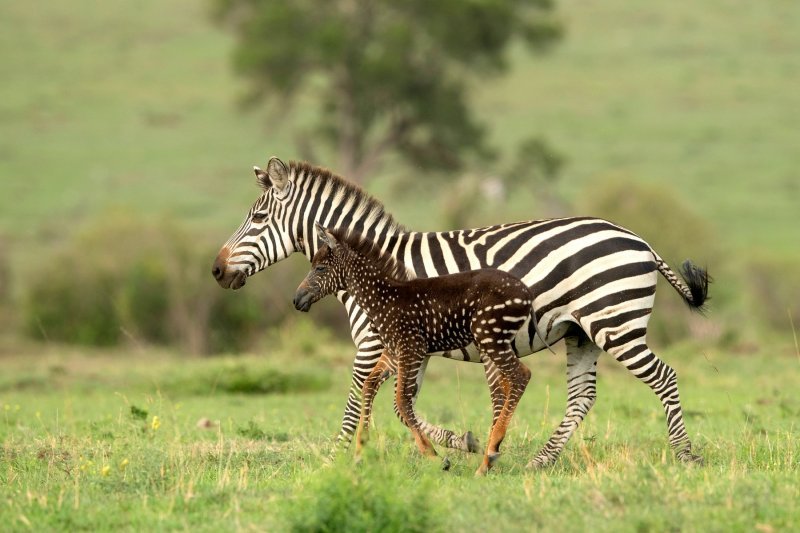 Pjegava zebra