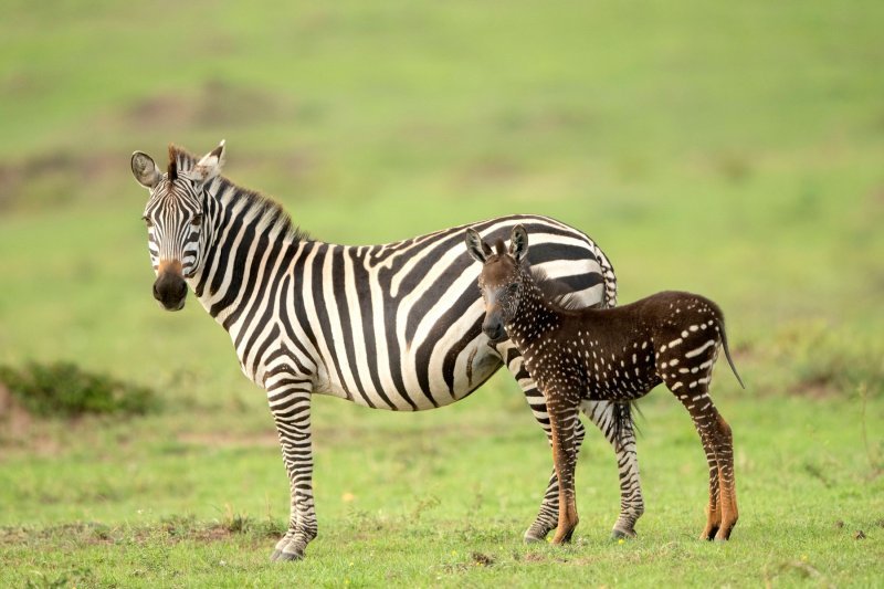 Pjegava zebra