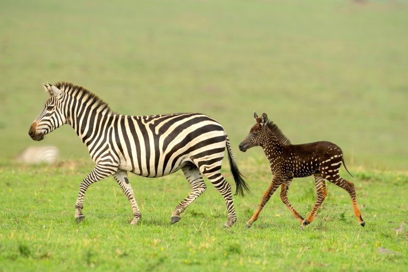 Pjegava zebra