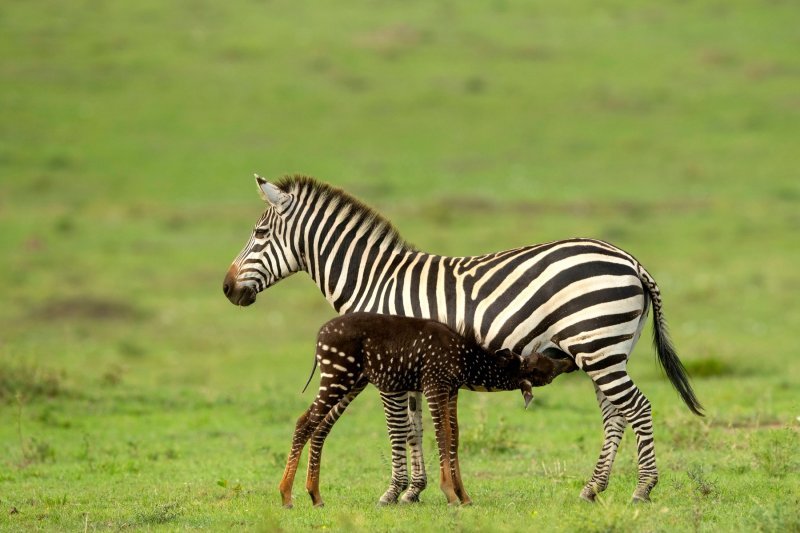 Pjegava zebra