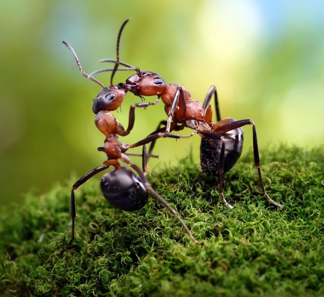 Mravlji svijet Andreja Pavlova