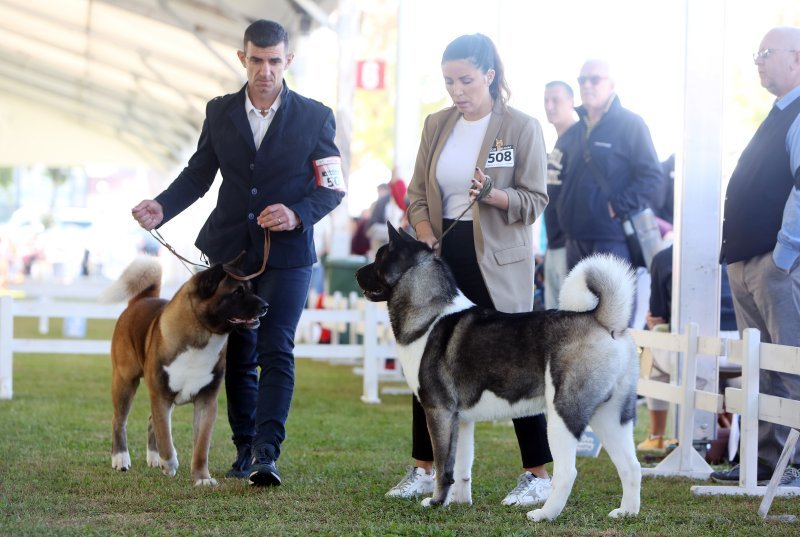 Karlovac: Lana Klingor Mihić na međunarodnoj izložbi pasa 4 Rivers Winner