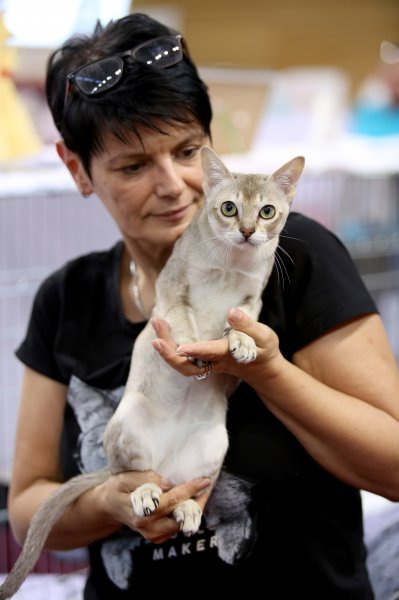 Rijeka: Međunarodna izložba mačka