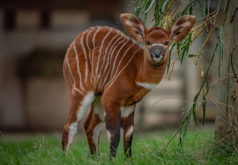 Bongo antilope