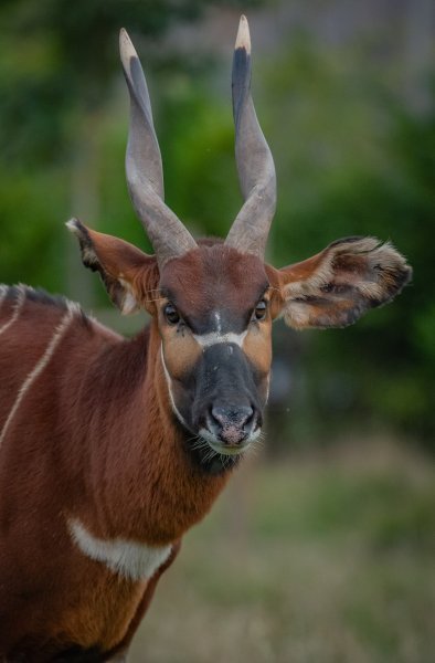 Bongo antilope