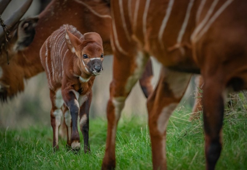 Bongo antilope