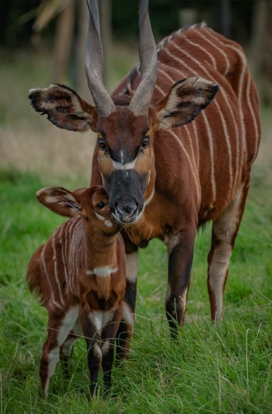 Bongo antilope