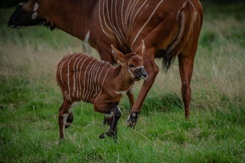 Bongo antilope