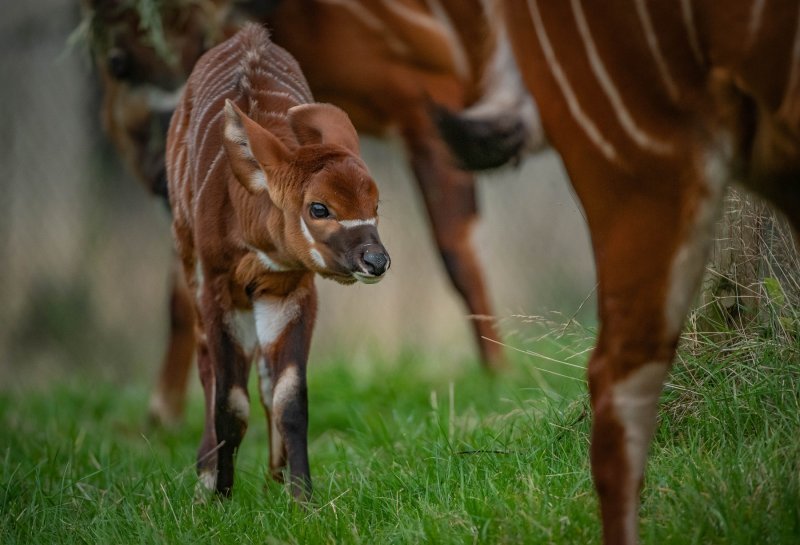 Bongo antilope